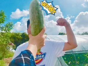 西藏网红视频吃瓜,揭秘当地美食文化魅力